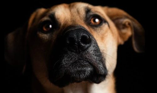 FORMATION COMPORTEMENTALISTE CANIN FORMATION COMPORTEMENTALISTE CANIN