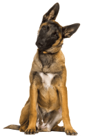 chien malinois chien malinois